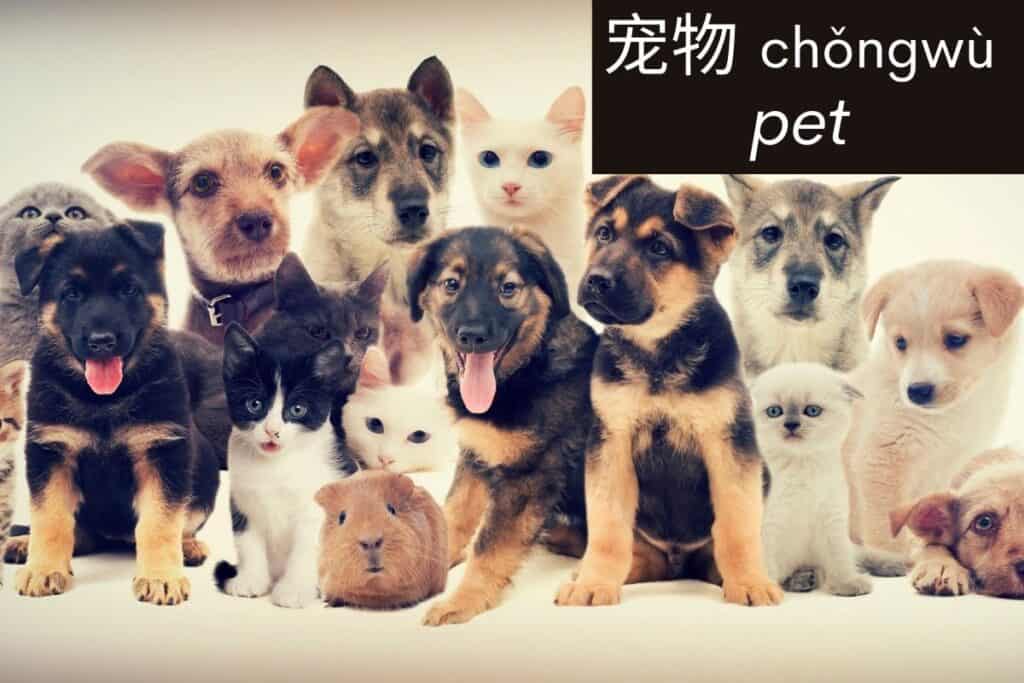 200+ Animals in Mandarin Chinese | The Ultimate List!